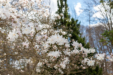 general view of white star magnolia blossoms in springtime