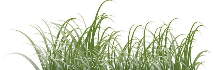 Fototapeta na wymiar grass clipart trannsparent background