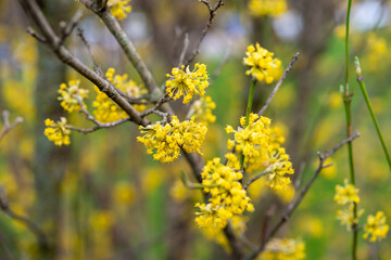 tree blossoms in the park
