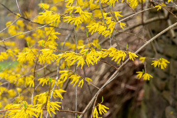 delicate pendant branches of a blossoming shrub in springtime