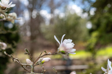 white star magnolia blossoms in springtime