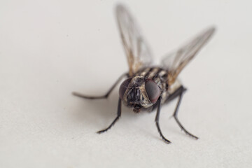 Obraz premium macro of a fly