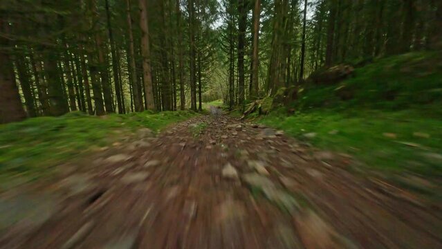 fpv drone flying fast and low over forest path and pine trees the forest and bridge in cascade de Mieillin servance Vosges
