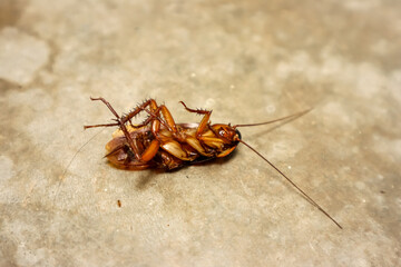 Dead cockroach, close up