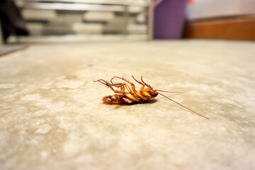 Dead cockroach, close up