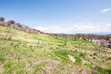 Fototapeta na wymiar 満開の桜が咲く丘の上から眺める小諸市の街並み