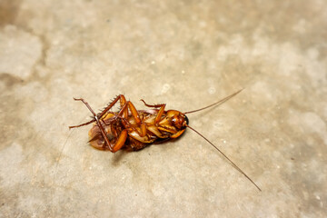 Dead cockroach, close up