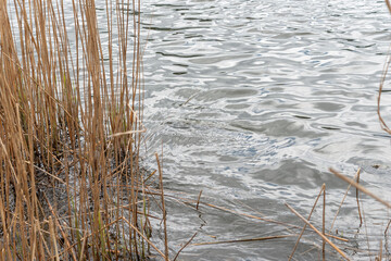 old reeds in the pond