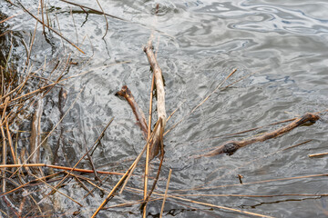 driftwood branches and dried reeds from last year add texture and character to a pond scene