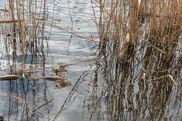 reflection of dried reeds on pond waters with ripples