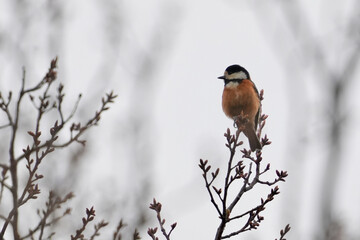 varied tit in a field