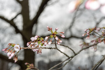 delicate cherry blossom buds on a moody overcast spring sky