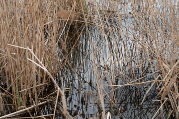 dried reeds and water