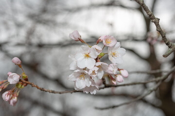 delicate cherry tree blossoms on a moody spring sky