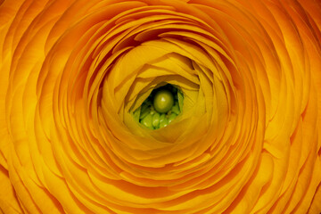 Close up of yellow petals Ranunculus asiaticus with selective focus, The Persian buttercup is a...