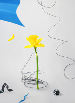 Abstract still life composition with yellow daffodil and wire. 