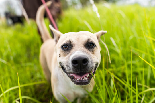 Close-up of a stray dog walking with its rescuer