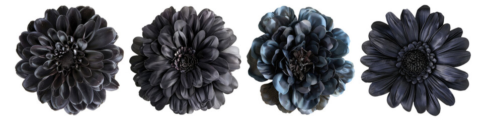 set of single black flower top view isolated on white or transparent background cutout png clipping...