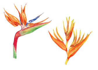 Watercolor tropical flower set. Realistic exotic plants. Orange flowers of strelitzia. Botanical hand drawn illustration isolated on transparent.