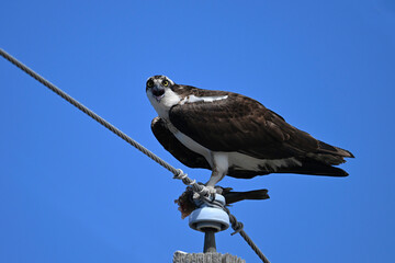 Osprey bird sitting perched on a old wooden hyrdo-electricity pole with a half eaten fish in its talons - Powered by Adobe