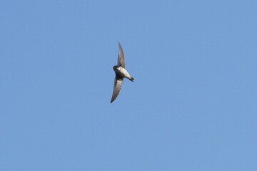asian house martin in flight
