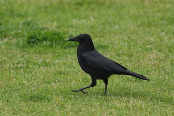 crow in a field