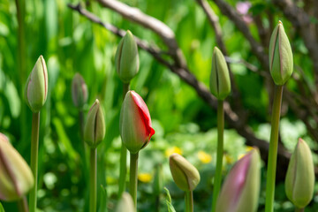 A closeup of a tulip bud. The bud has some red and yellow colors and a pink one in the group.  The stems are a little blurred or out of focus. The spring flower hasn't started to open