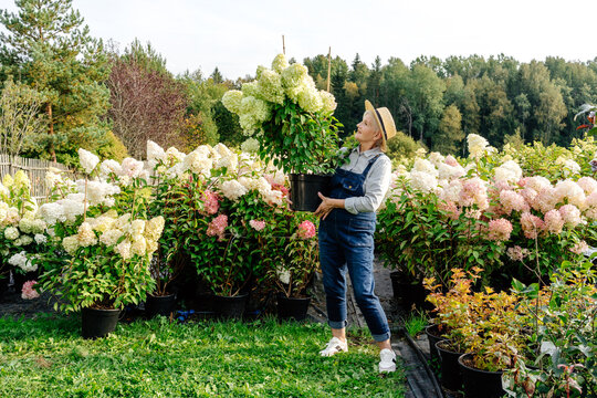 Female gardener organizing hydrangea pots