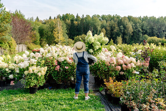 Gardener transfering hydrangea plant