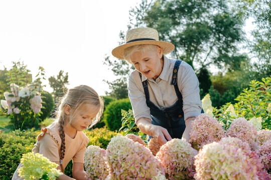 Grandmother and granddaughter in hydrangea garden