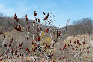 close-up of old staghorn sumac drupes