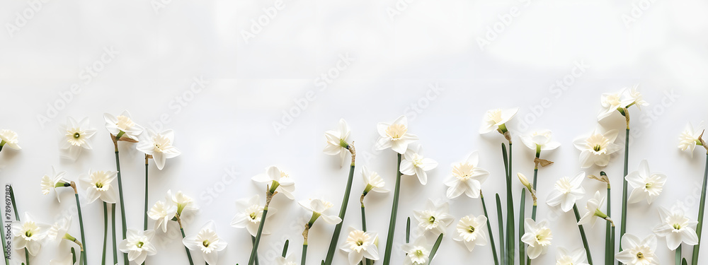 Poster white daffodils border a frame on a white background with copy space. in a flat lay top view