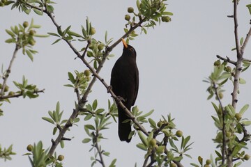 blackbird on a branch