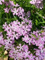 purple blooming cluster of downy phlox