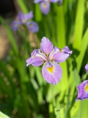 Purple and yellow blooming iris