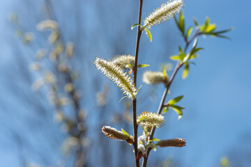 close-up of willow catkins on a blue sky in spring
