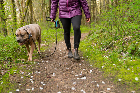 Walking dog with poop bag