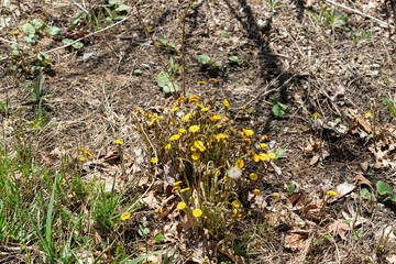 cluster of Coltsfoot (Tussilago farfara) in bloom