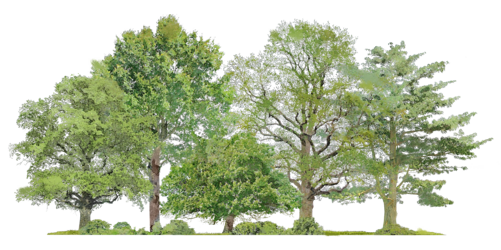 Forest tree png sticker, watercolor illustration on transparent background