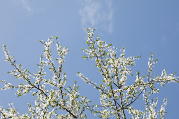 trees and leaves bloom in spring