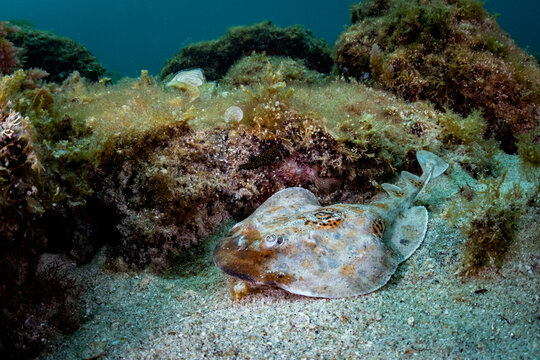 Bullseye Electric Ray