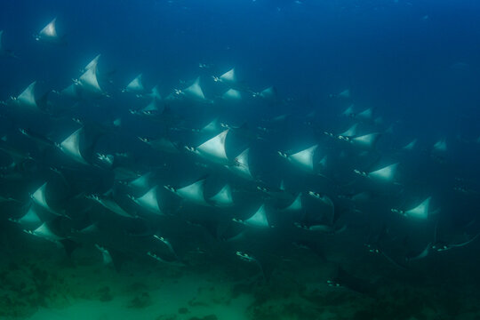 Fever of Mobula Rays