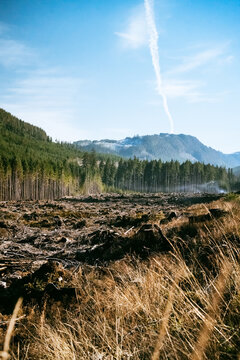 clear cut forest