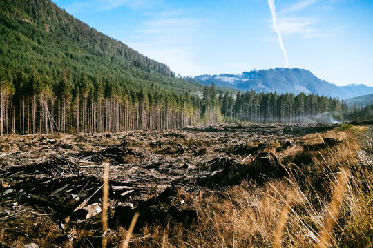 clear cut - deforestation