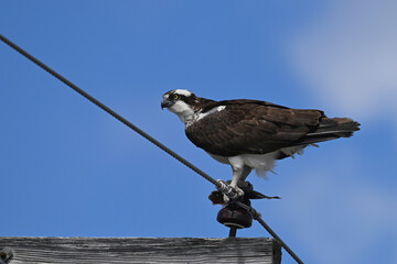 Osprey bird sitting perched on a old wooden hyrdo-electricity pole with a half eaten fish in its...