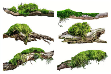 set of Fresh green moss on rotten branch and dirt isolated on white, side view, clipping path vector icon, white background, black colour icon