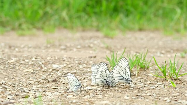 Aporia crataegi lands on the road and digs its long proboscis into the ground to replenish its supplies of water and minerals.