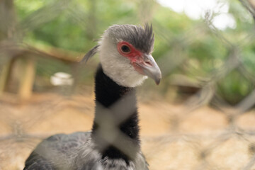 ネット越しの鳥