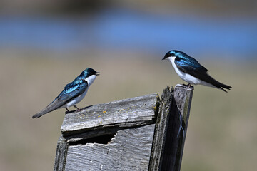 Two Male Tree Swallows argue over a bird house