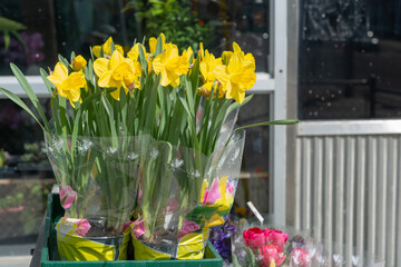 Naklejka premium potted yellow daffodils outside a flower shop in Toronto, Canada
